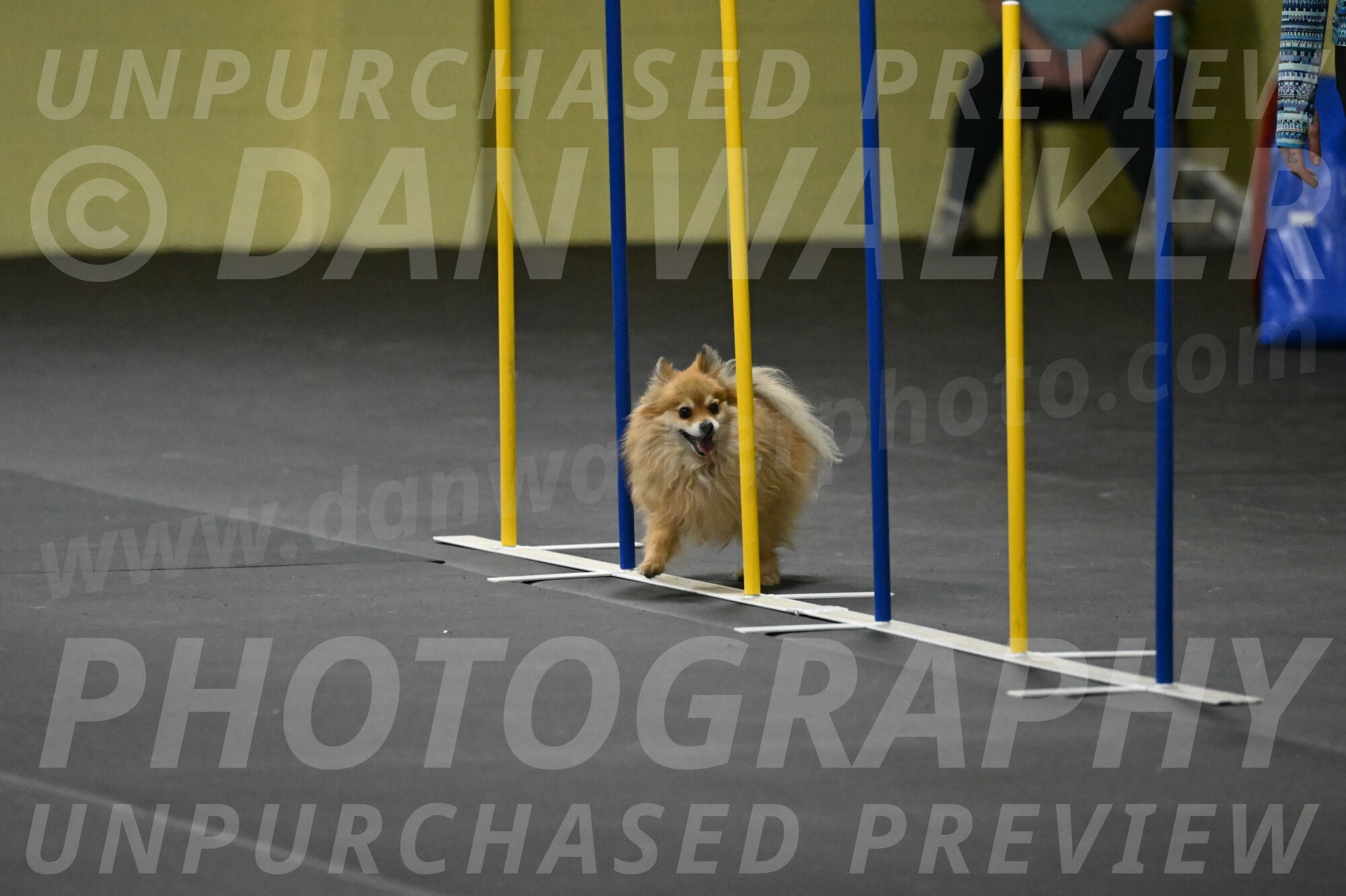 Komainu-DelBalso-11992