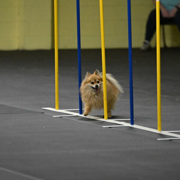 Komainu-DelBalso-11992