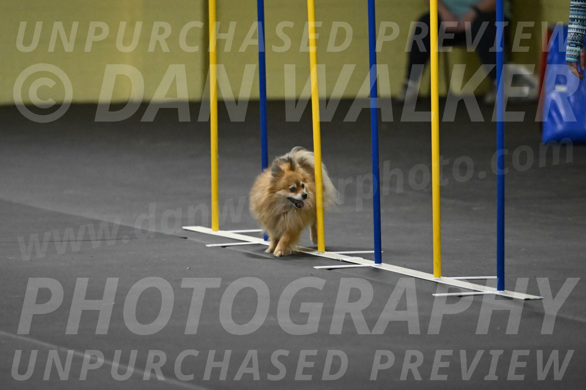 Komainu-DelBalso-11994