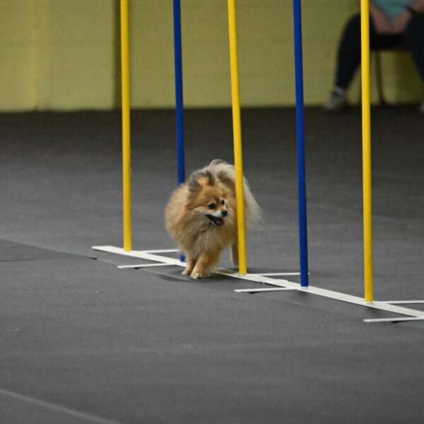 Komainu-DelBalso-11994