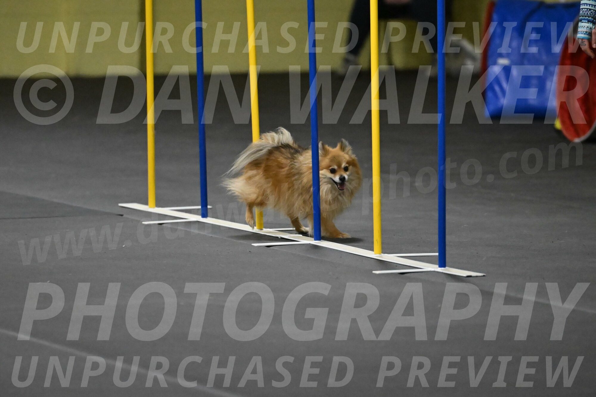 Komainu-DelBalso-12000