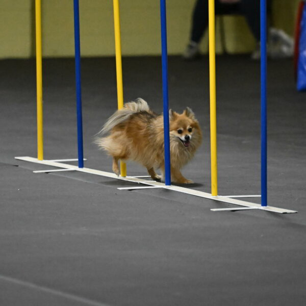 Komainu-DelBalso-12000