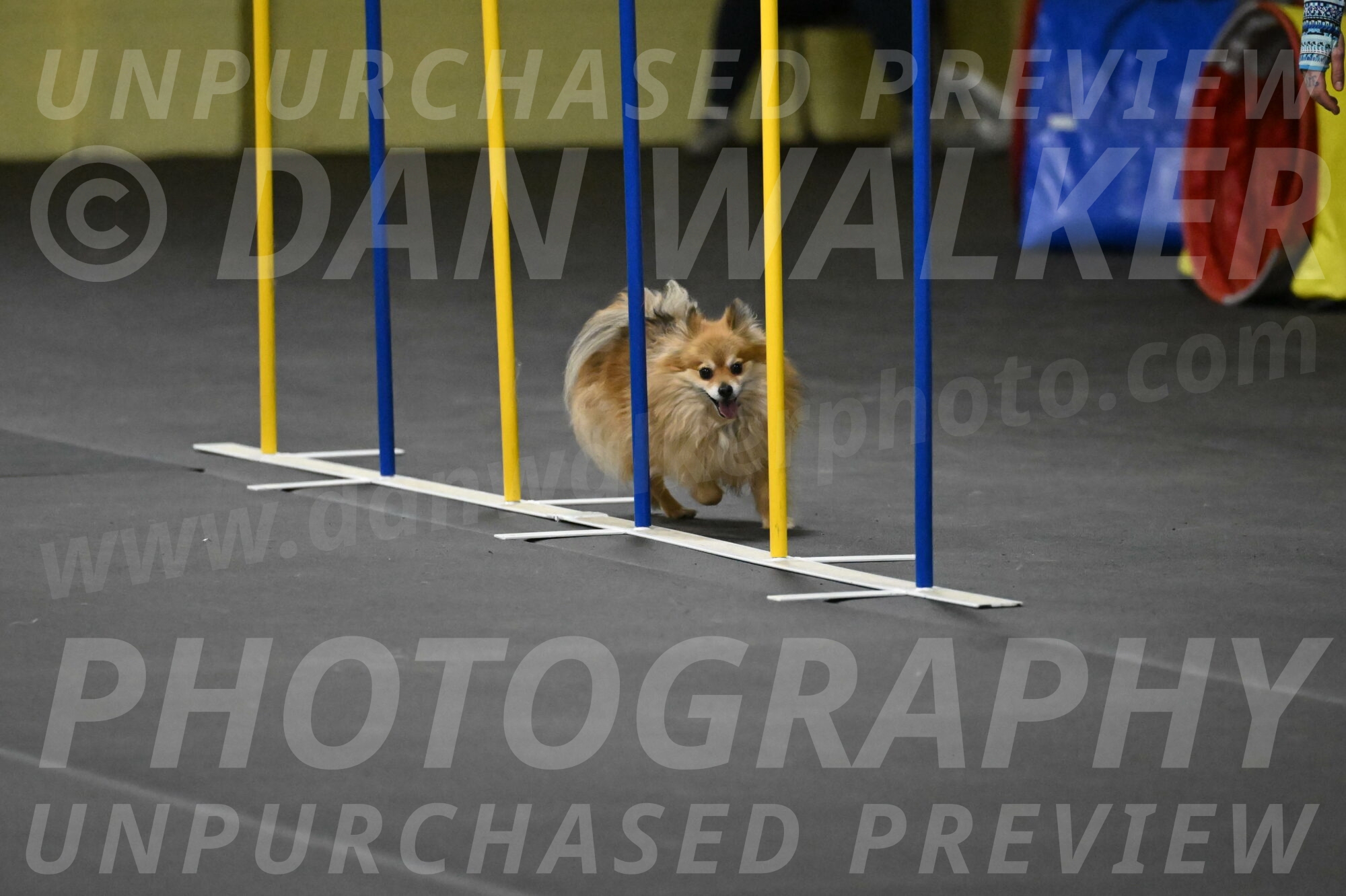 Komainu-DelBalso-12002