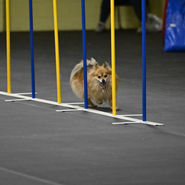 Komainu-DelBalso-12002