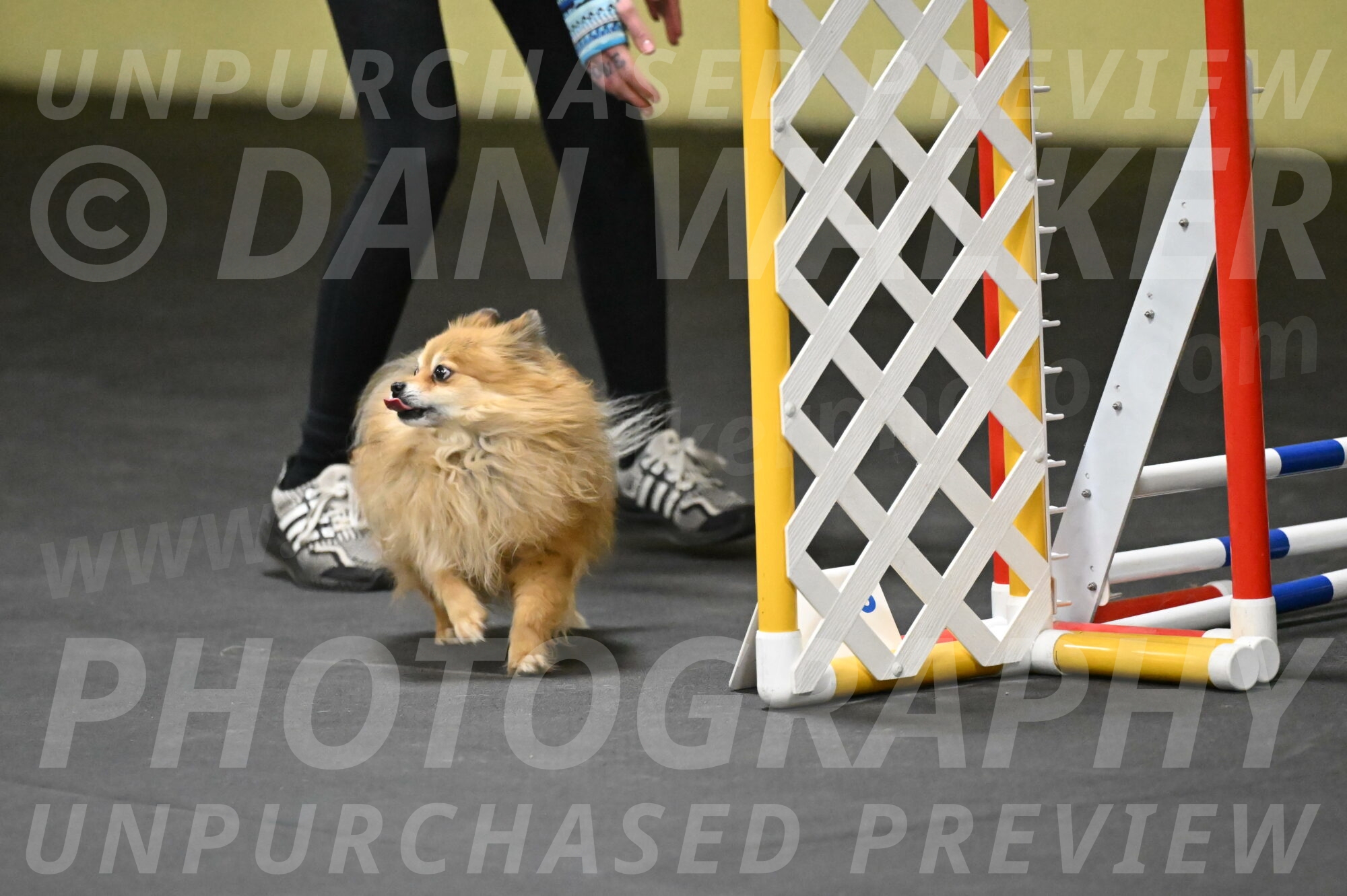 Komainu-DelBalso-12015