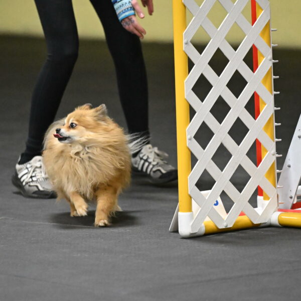 Komainu-DelBalso-12015