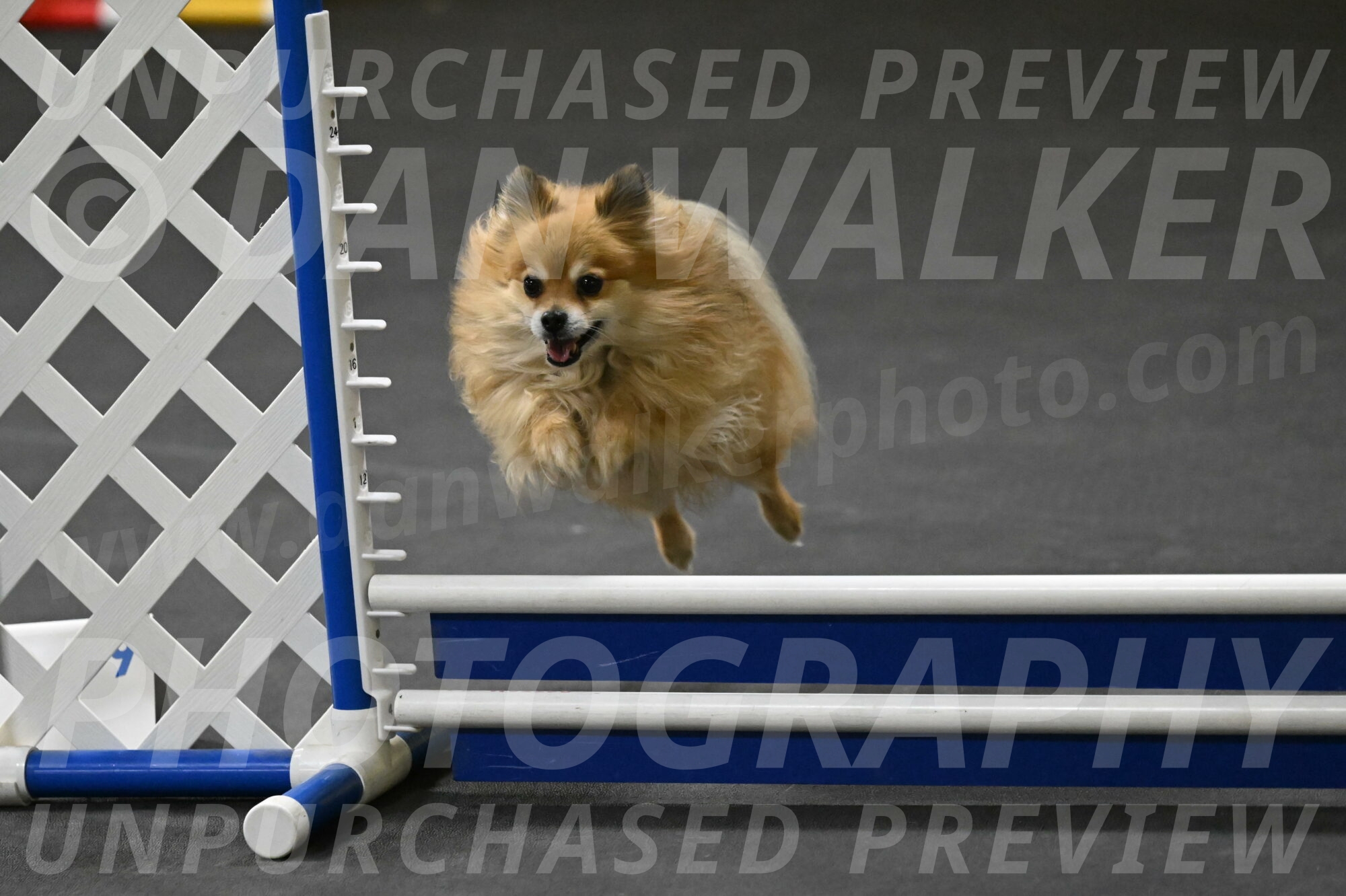 Komainu-DelBalso-12026