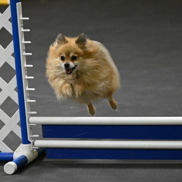 Komainu-DelBalso-12026