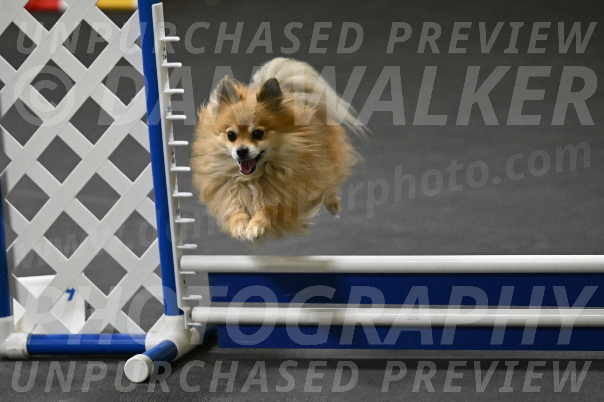 Komainu-DelBalso-12027