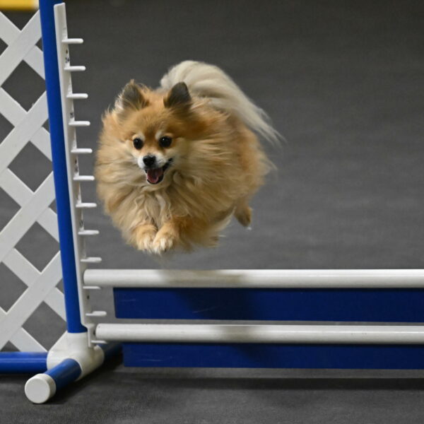 Komainu-DelBalso-12027