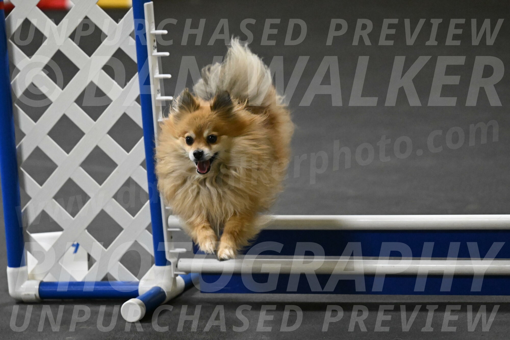 Komainu-DelBalso-12028