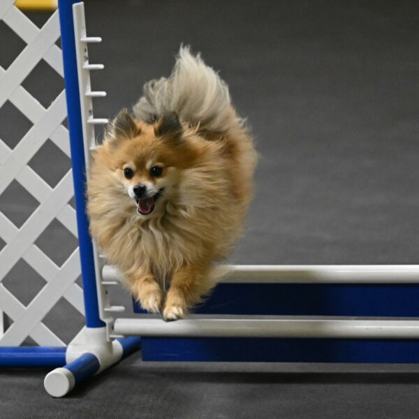 Komainu-DelBalso-12028