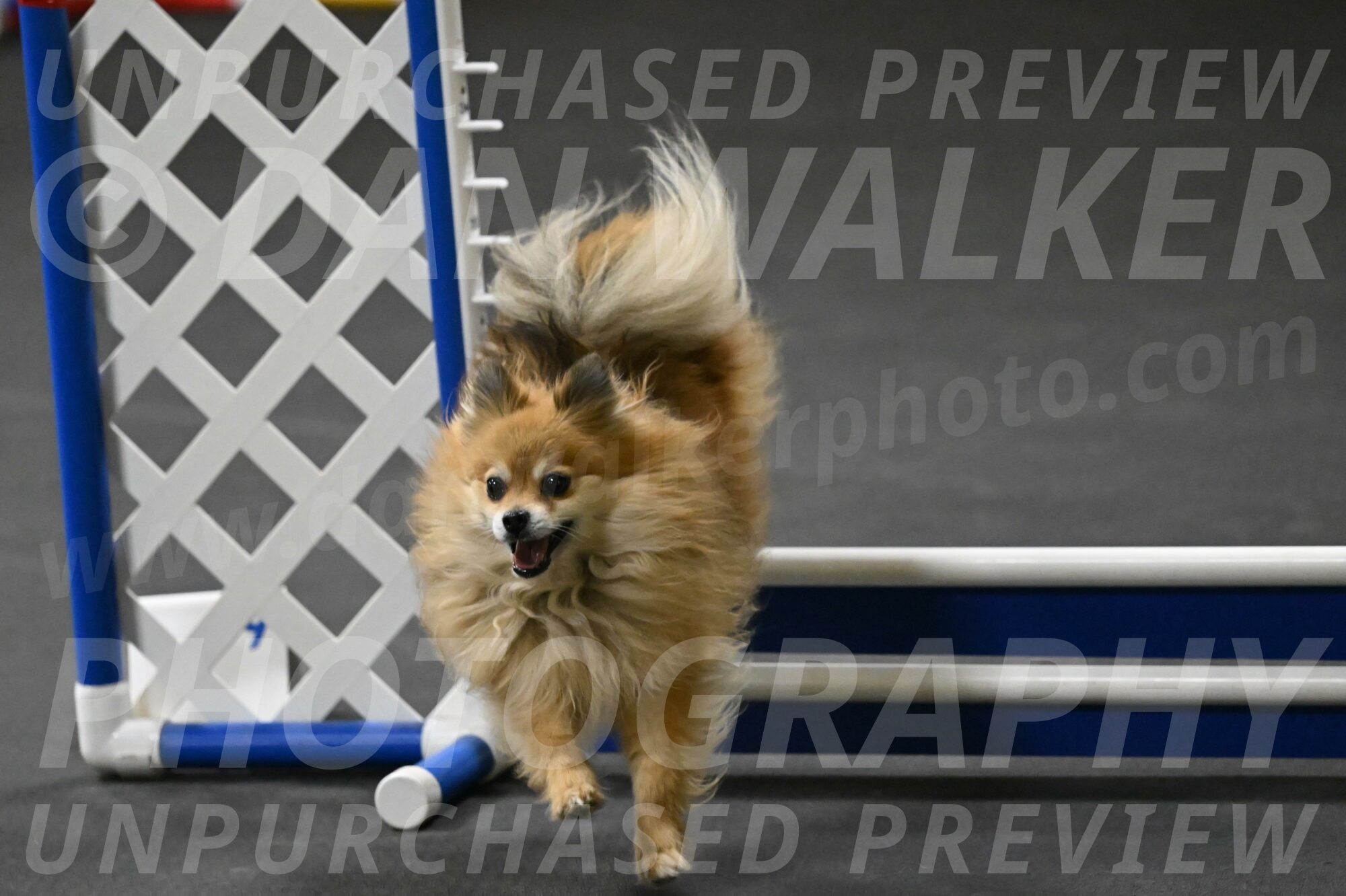 Komainu-DelBalso-12029