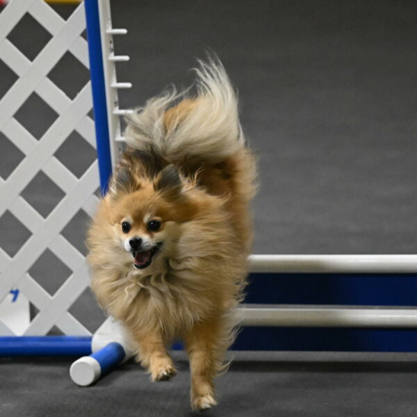 Komainu-DelBalso-12029