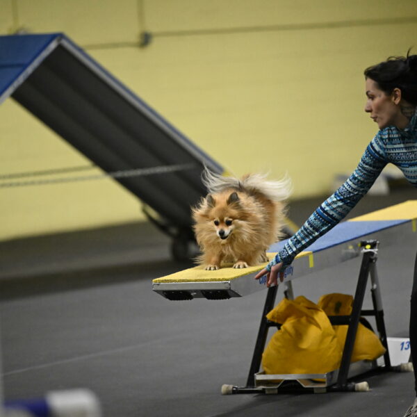 Komainu-DelBalso-12040