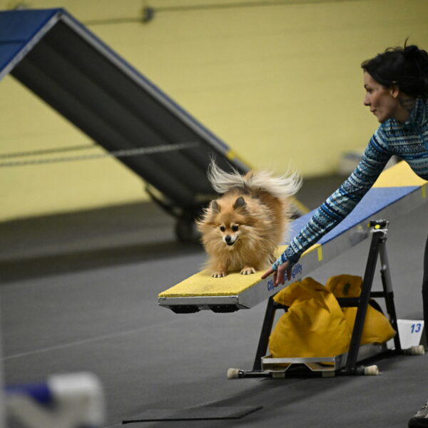 Komainu-DelBalso-12041