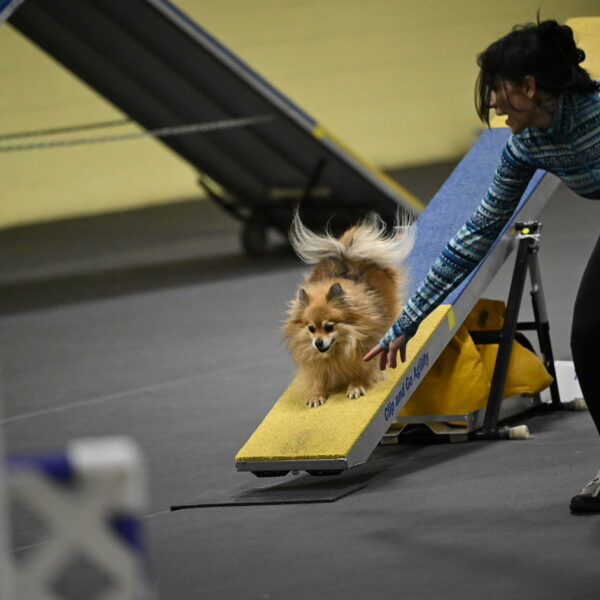 Komainu-DelBalso-12042