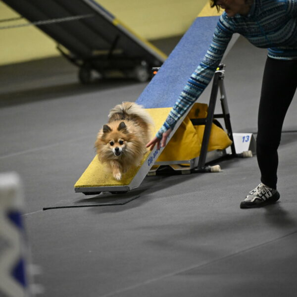 Komainu-DelBalso-12045