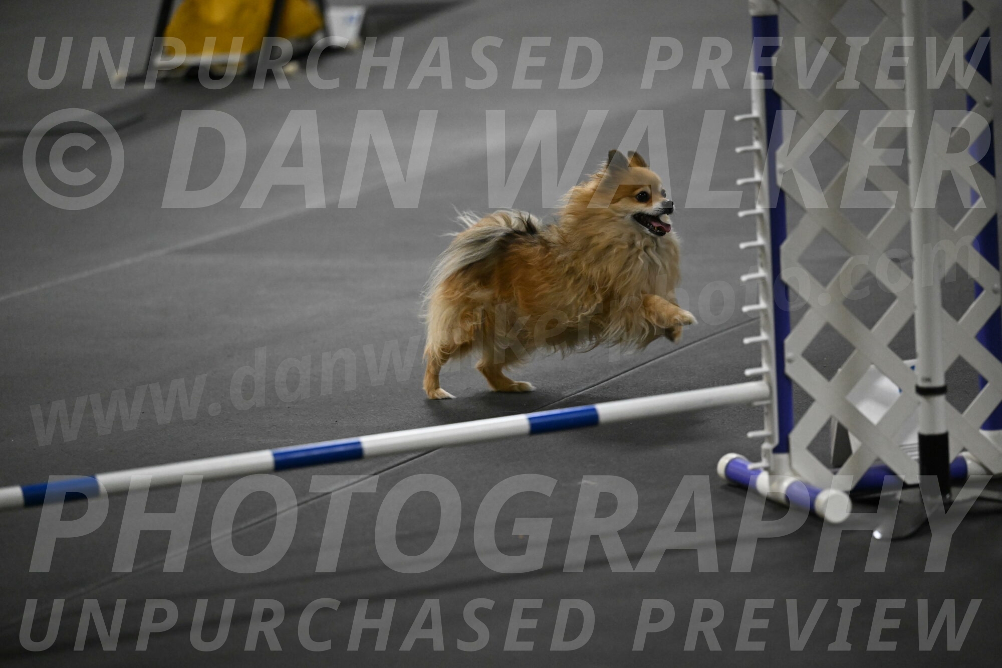 Komainu-DelBalso-12050