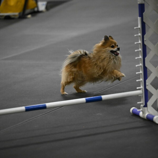 Komainu-DelBalso-12050