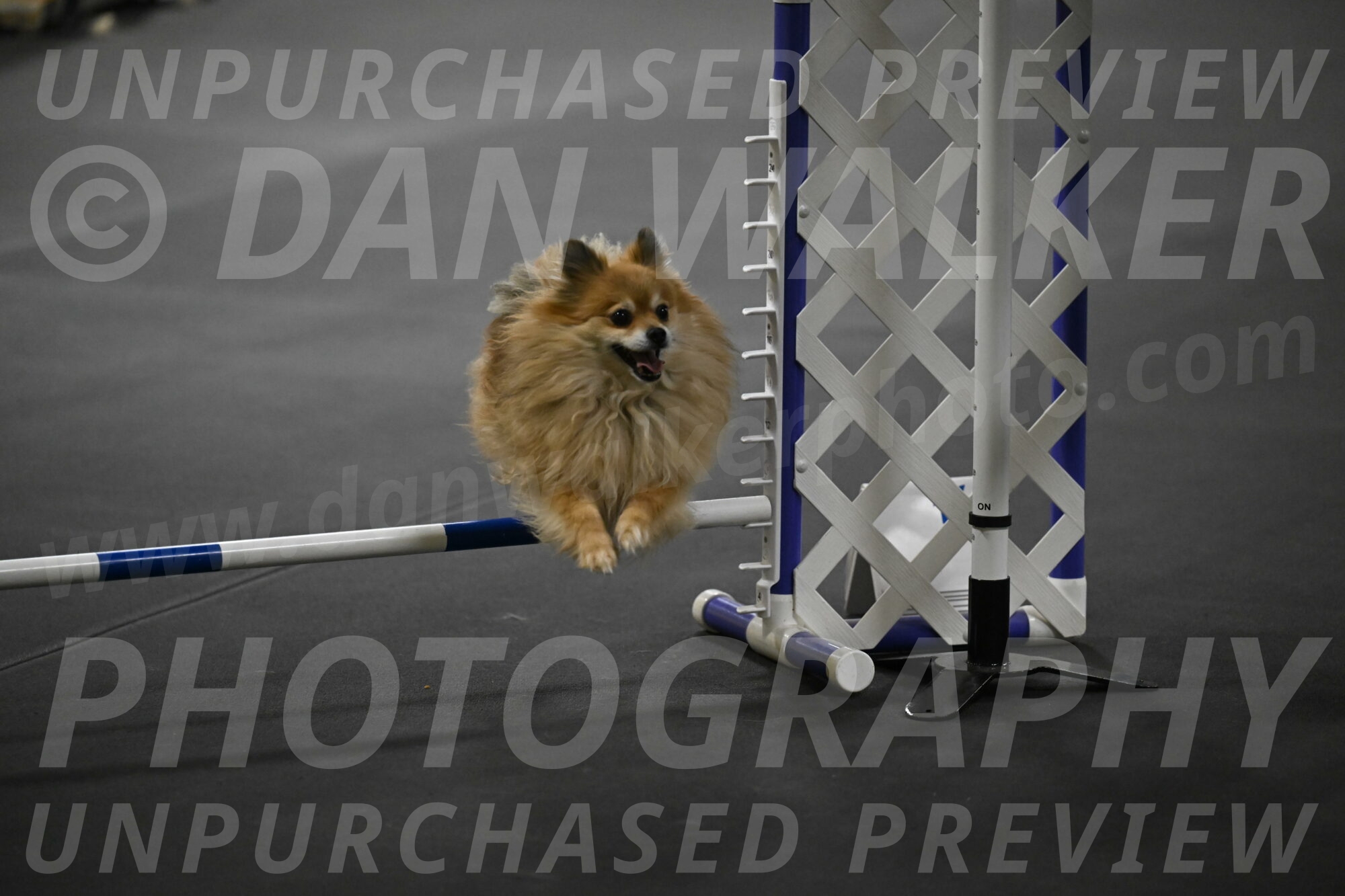 Komainu-DelBalso-12057