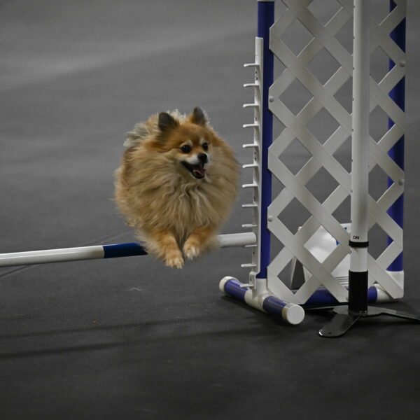 Komainu-DelBalso-12057