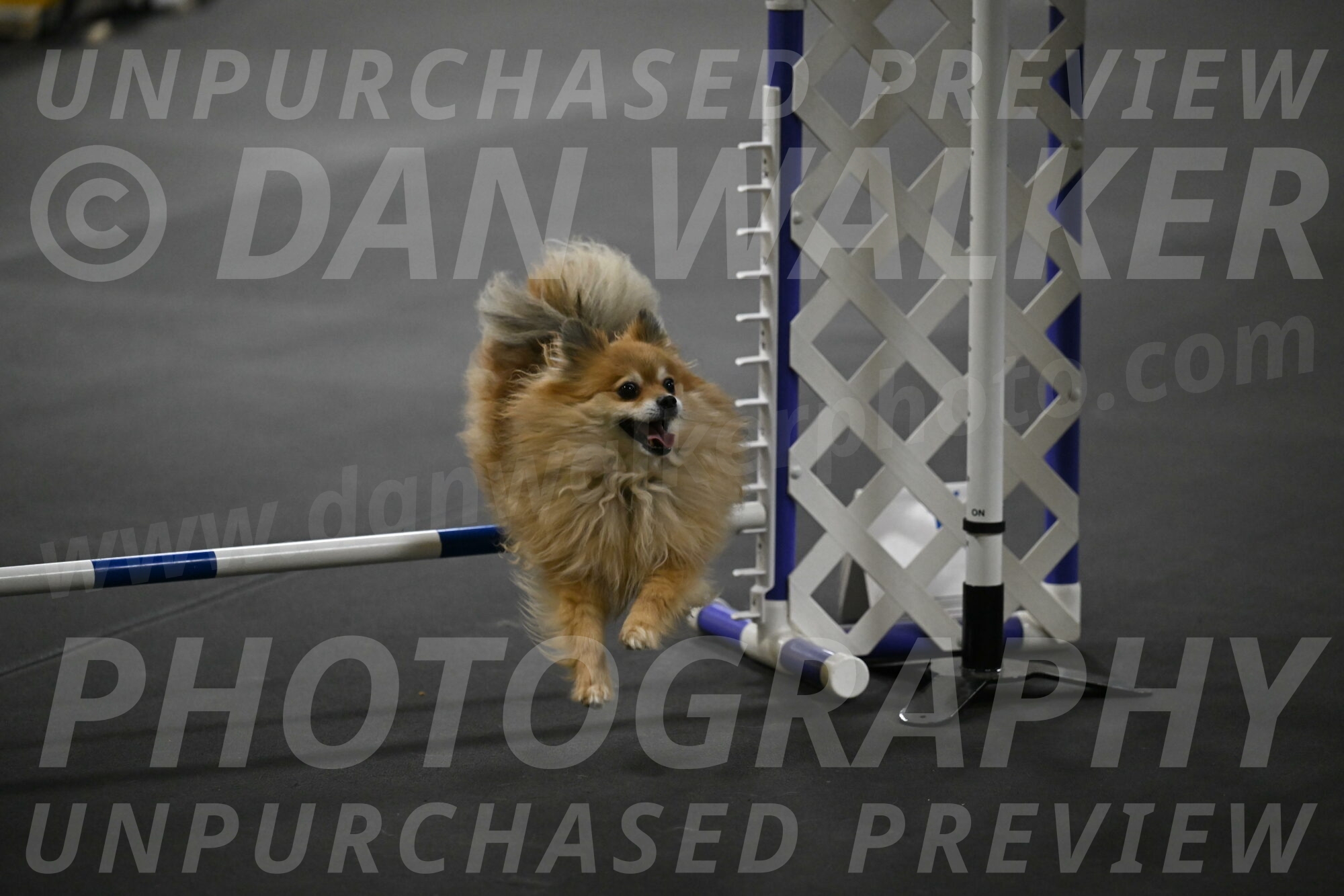 Komainu-DelBalso-12058