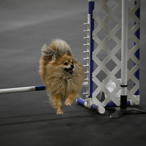 Komainu-DelBalso-12058