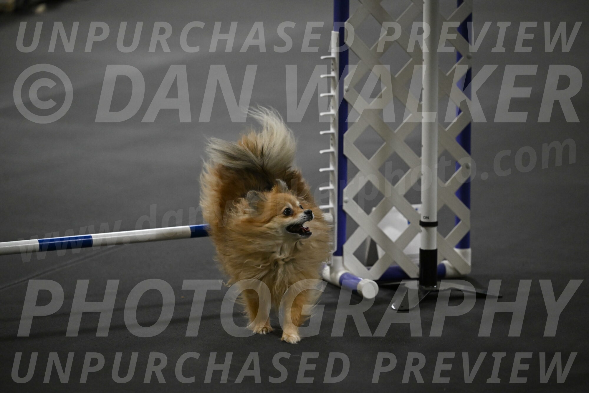 Komainu-DelBalso-12059