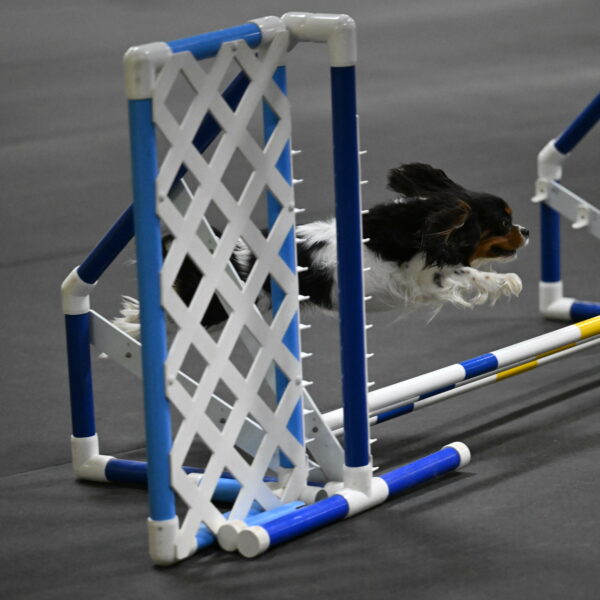 Lilibet-Perossa-10233