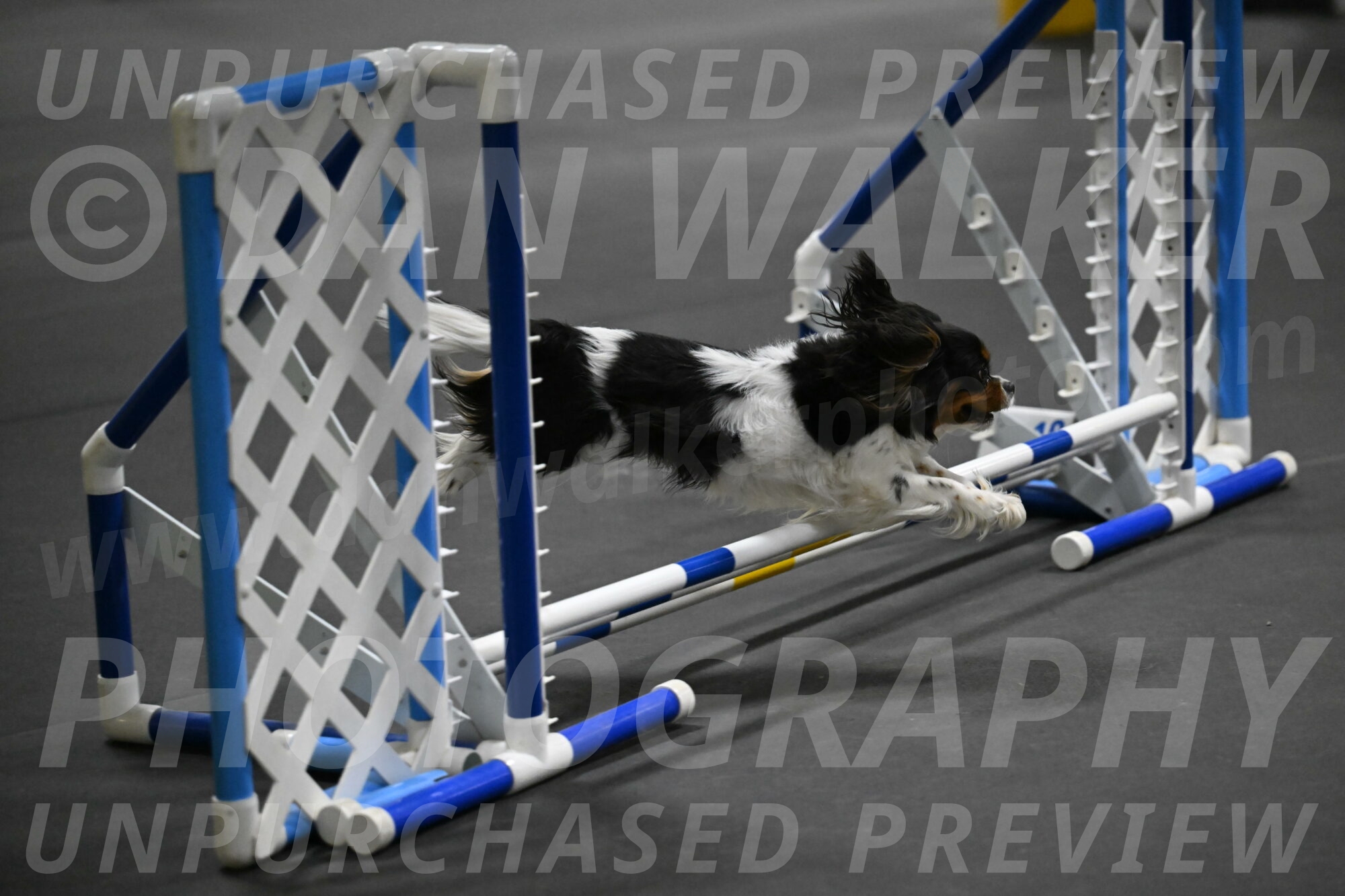 Lilibet-Perossa-10234