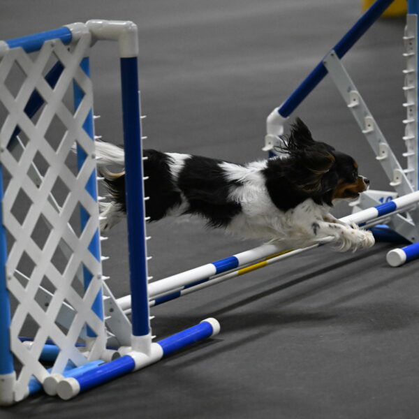 Lilibet-Perossa-10234