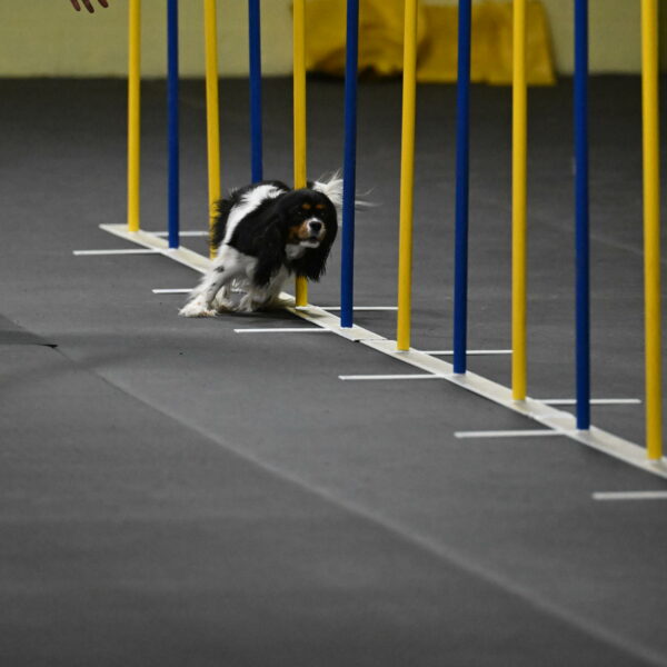 Lilibet-Perossa-10266