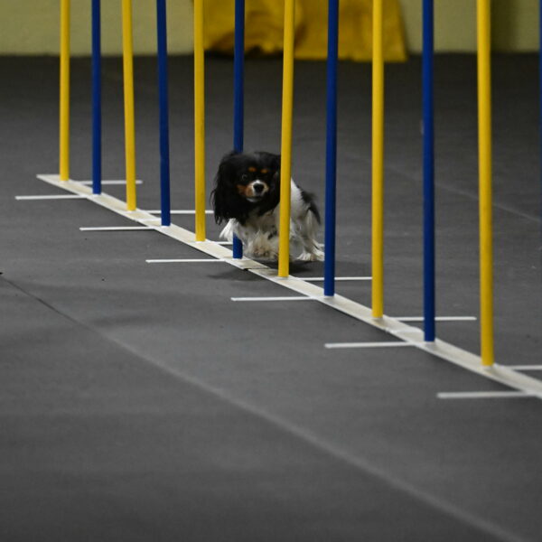 Lilibet-Perossa-10269