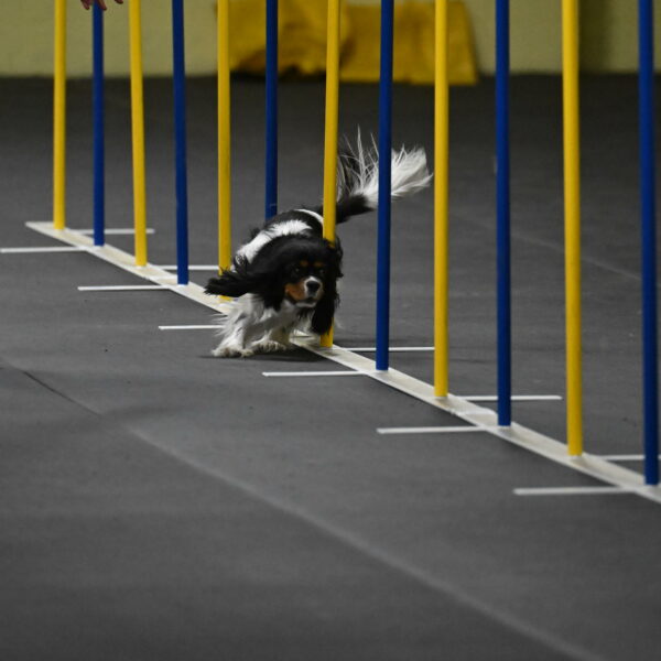 Lilibet-Perossa-10270