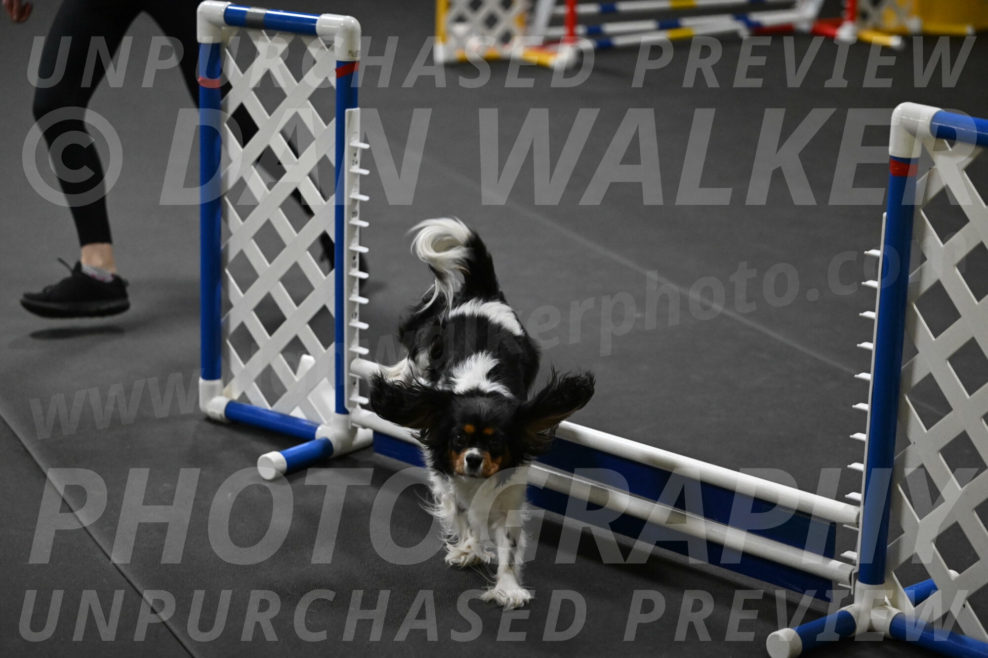 Lilibet-Perossa-10292