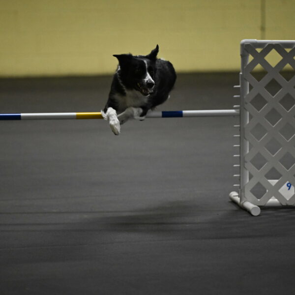 Lincoln-Hollada-09119