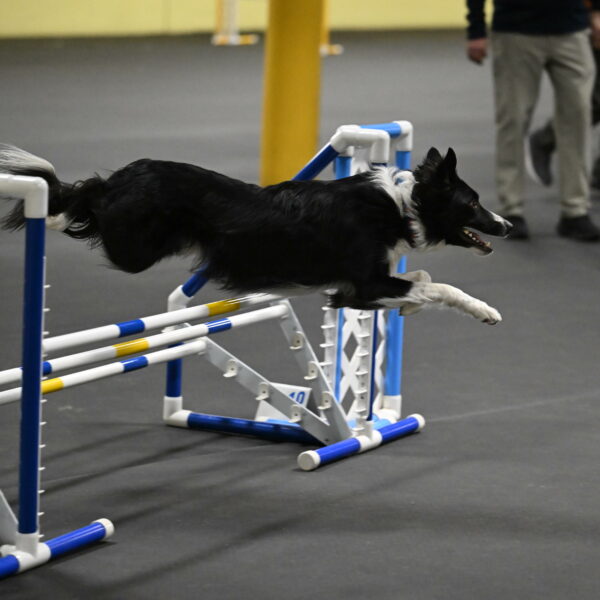 Lincoln-Hollada-09123