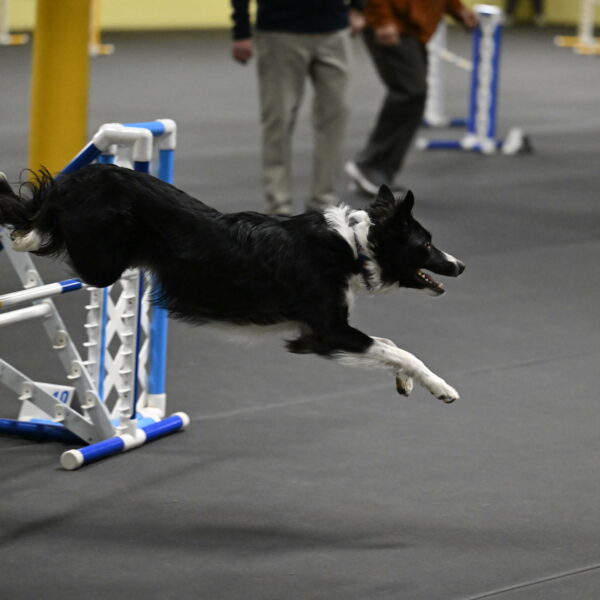 Lincoln-Hollada-09124