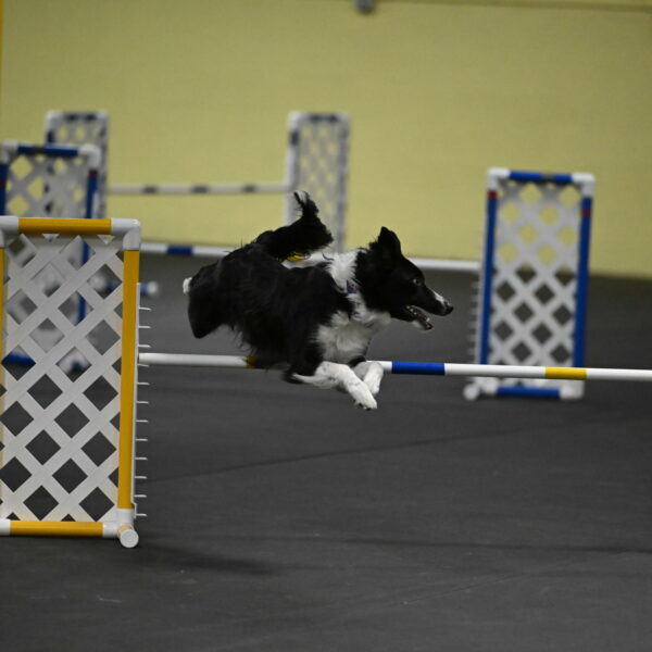 Lincoln-Hollada-09130