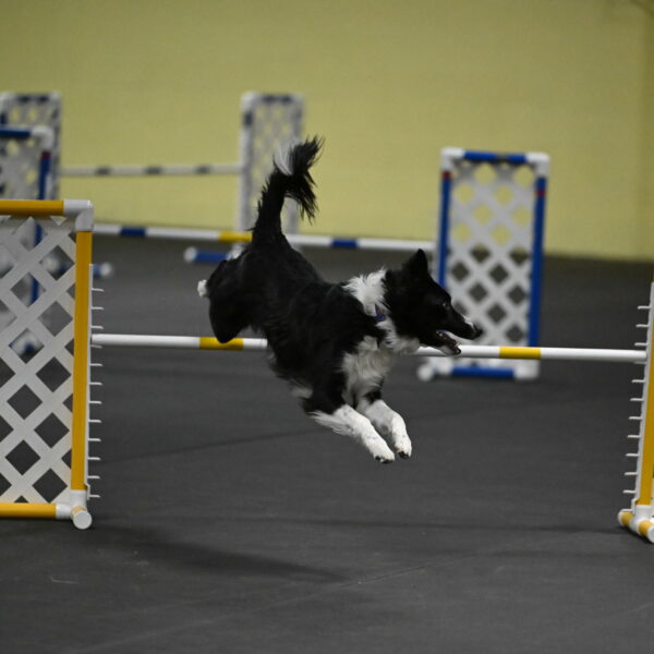 Lincoln-Hollada-09131