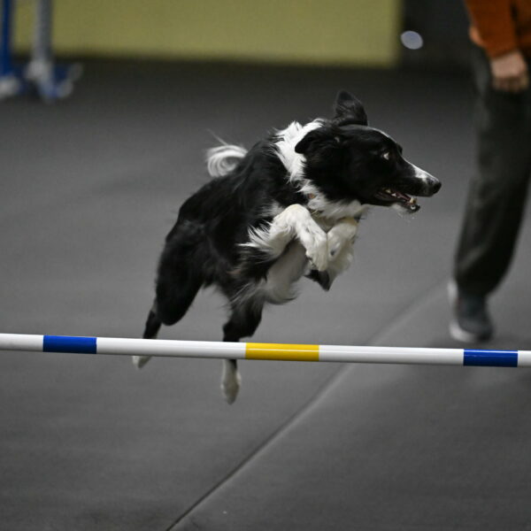 Lincoln-Hollada-09136