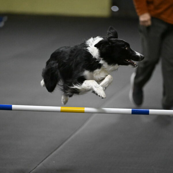 Lincoln-Hollada-09137