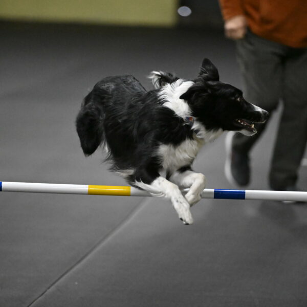 Lincoln-Hollada-09138