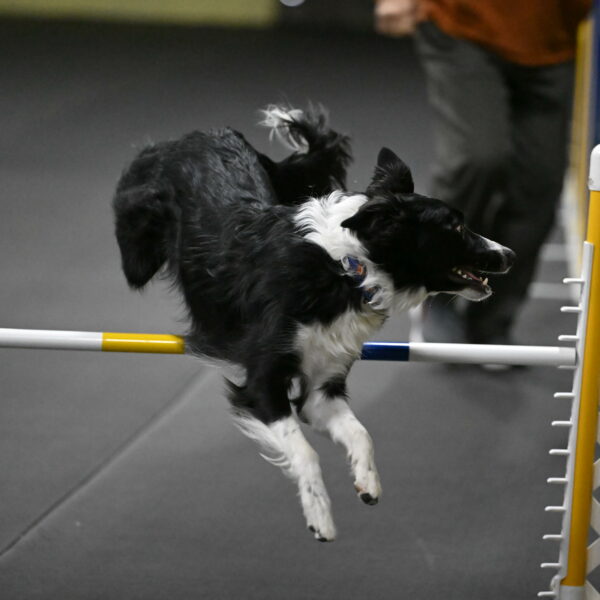 Lincoln-Hollada-09139