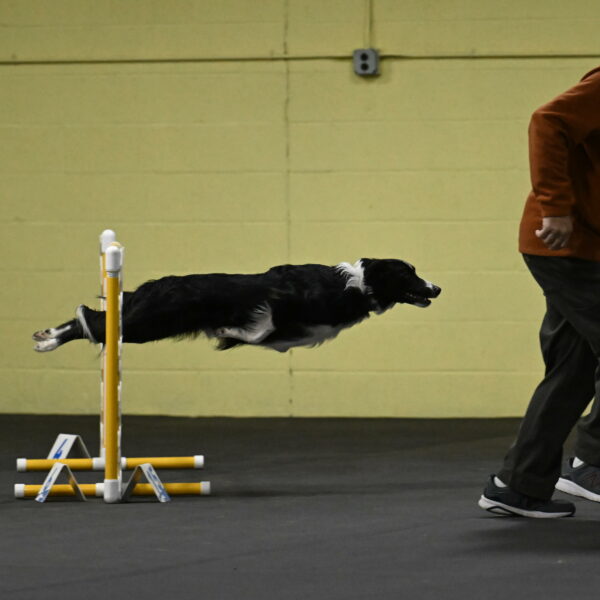 Lincoln-Hollada-09149