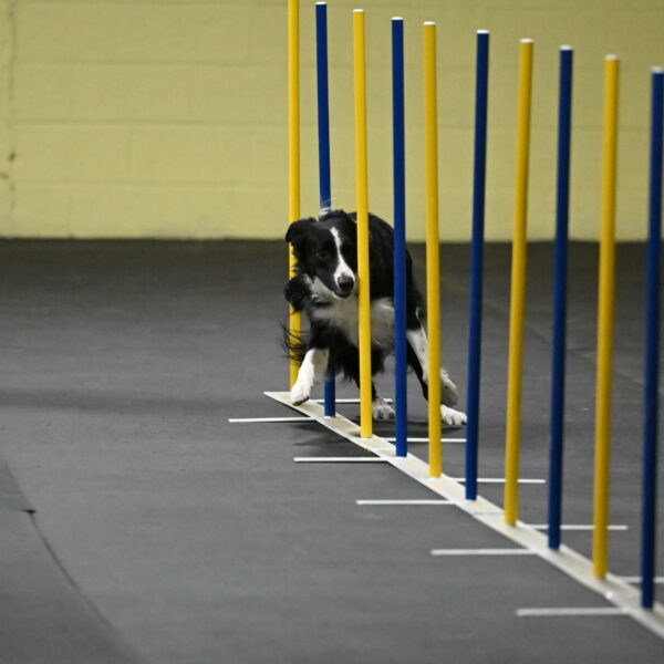 Lincoln-Hollada-09166