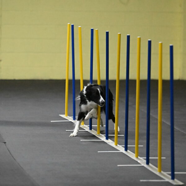 Lincoln-Hollada-09173