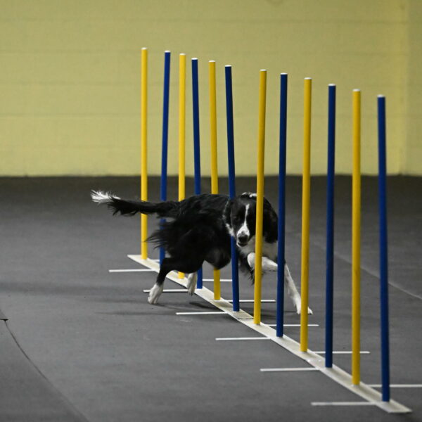 Lincoln-Hollada-09177