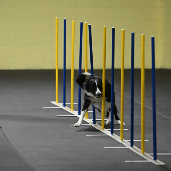 Lincoln-Hollada-09179